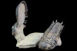 Flying Crotalocephalina & Paralejurus Trilobite Association #77641-1